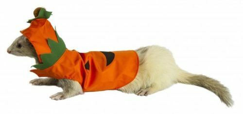 Pumpkin Patch Costume For Ferrets - Marshall Pet